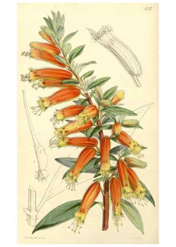 Reproducción/Reproduction 35233340916: Curtis's botanical magazine.. London ; New York [etc.] :Academic Press [etc.]
