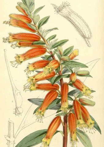 Reproducción/Reproduction 35233340916: Curtis's botanical magazine.. London ; New York [etc.] :Academic Press [etc.]