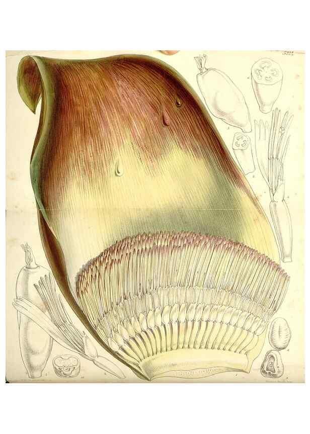 Reproducción/Reproduction 34464095523: Curtis's botanical magazine.. London ; New York [etc.] :Academic Press [etc.]