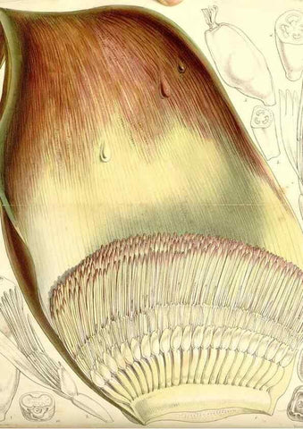 Reproducción/Reproduction 34464095523: Curtis's botanical magazine.. London ; New York [etc.] :Academic Press [etc.]