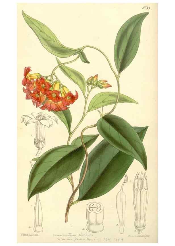 Reproducción/Reproduction 35233342146: Curtis's botanical magazine.. London ; New York [etc.] :Academic Press [etc.]