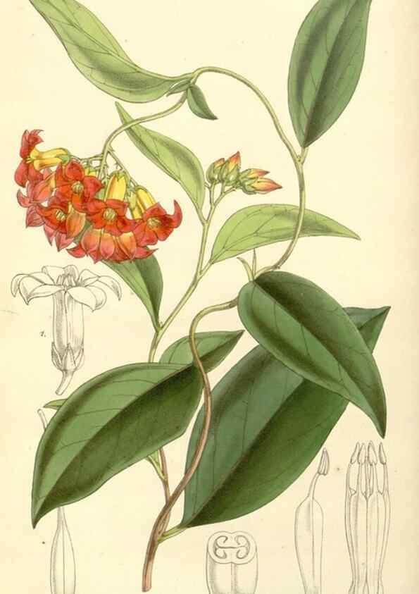 Reproducción/Reproduction 35233342146: Curtis's botanical magazine.. London ; New York [etc.] :Academic Press [etc.]