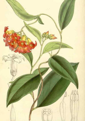 Reproducción/Reproduction 35233342146: Curtis's botanical magazine.. London ; New York [etc.] :Academic Press [etc.]
