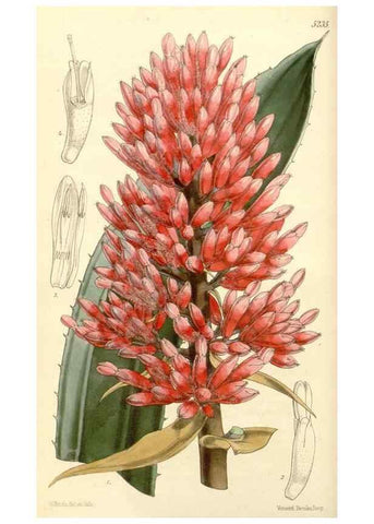 Reproducción/Reproduction 35233345356: Curtis's botanical magazine.. London ; New York [etc.] :Academic Press [etc.]