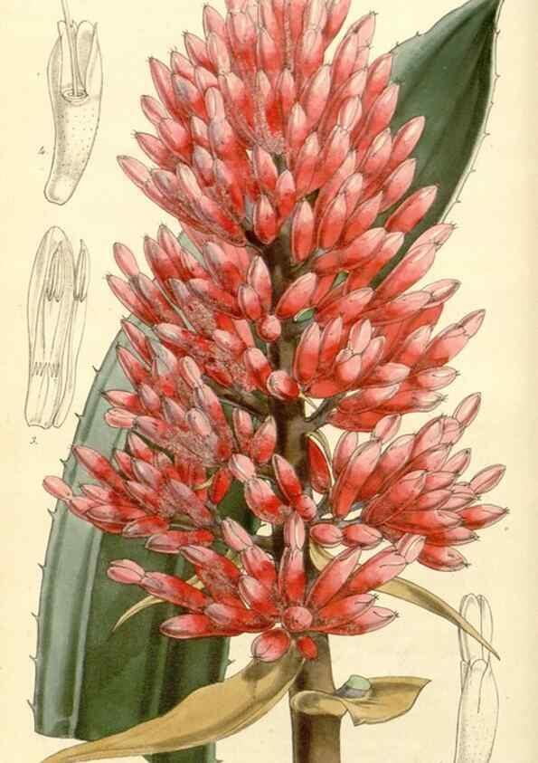 Reproducción/Reproduction 35233345356: Curtis's botanical magazine.. London ; New York [etc.] :Academic Press [etc.]