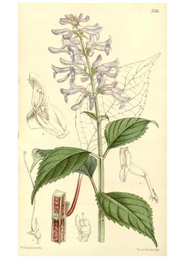 Reproducción/Reproduction 35233346846: Curtis's botanical magazine.. London ; New York [etc.] :Academic Press [etc.]