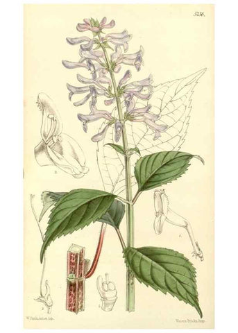 Reproducción/Reproduction 35233346846: Curtis's botanical magazine.. London ; New York [etc.] :Academic Press [etc.]