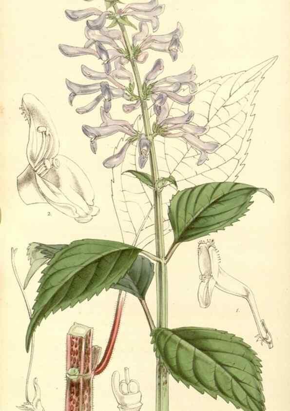Reproducción/Reproduction 35233346846: Curtis's botanical magazine.. London ; New York [etc.] :Academic Press [etc.]
