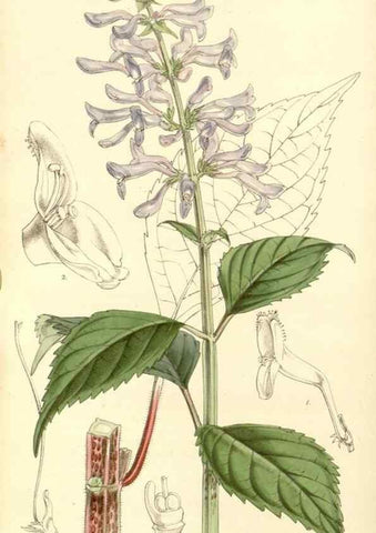 Reproducción/Reproduction 35233346846: Curtis's botanical magazine.. London ; New York [etc.] :Academic Press [etc.]