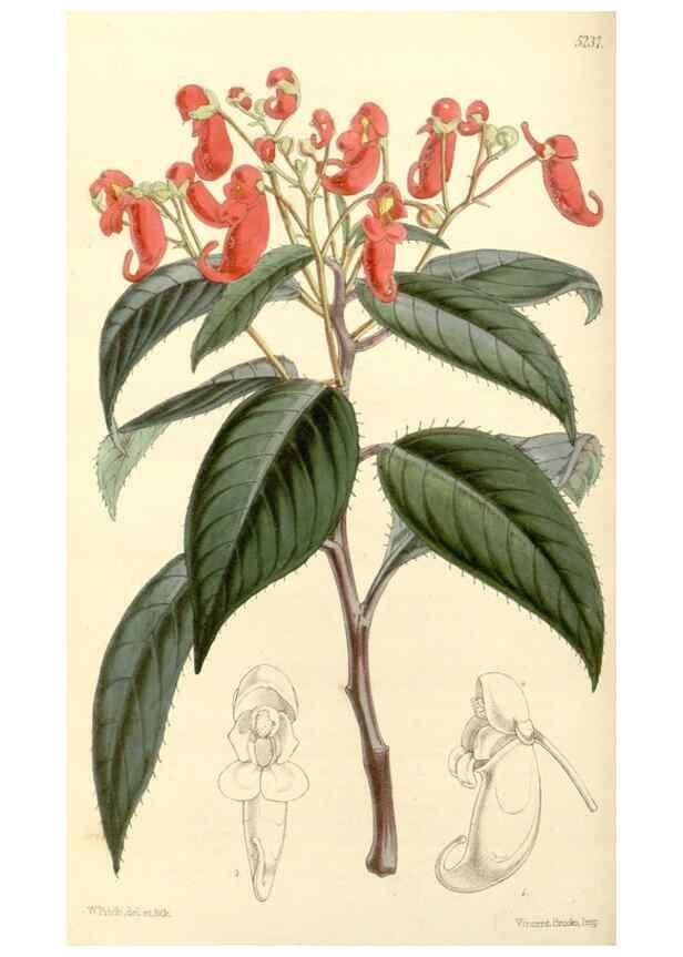 Reproducción/Reproduction 35107253232: Curtis's botanical magazine.. London ; New York [etc.] :Academic Press [etc.]