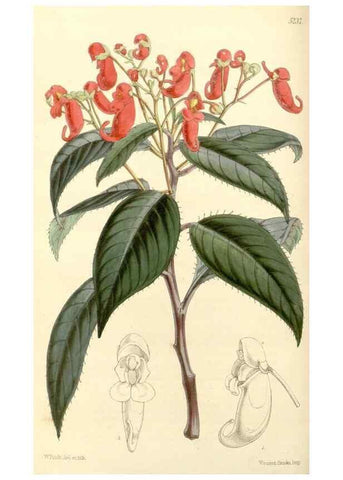 Reproducción/Reproduction 35107253232: Curtis's botanical magazine.. London ; New York [etc.] :Academic Press [etc.]