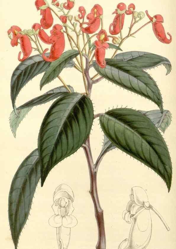 Reproducción/Reproduction 35107253232: Curtis's botanical magazine.. London ; New York [etc.] :Academic Press [etc.]