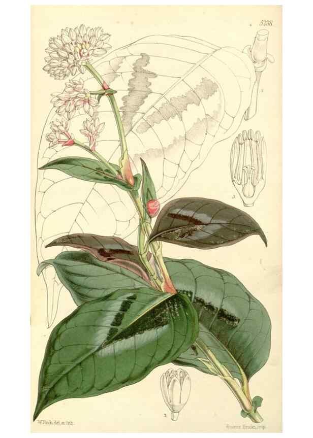Reproducción/Reproduction 35107256572: Curtis's botanical magazine.. London ; New York [etc.] :Academic Press [etc.]