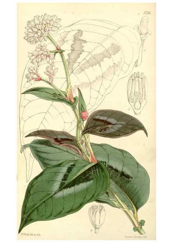 Reproducción/Reproduction 35107256572: Curtis's botanical magazine.. London ; New York [etc.] :Academic Press [etc.]