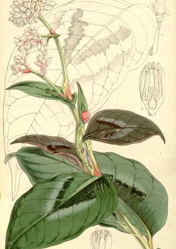 Reproducción/Reproduction 35107256572: Curtis's botanical magazine.. London ; New York [etc.] :Academic Press [etc.]