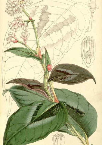 Reproducción/Reproduction 35107256572: Curtis's botanical magazine.. London ; New York [etc.] :Academic Press [etc.]