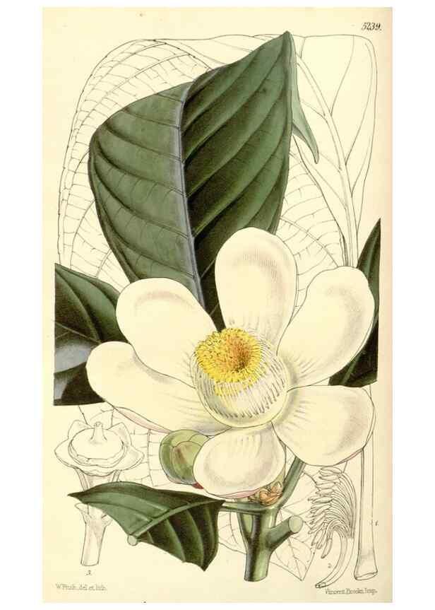 Reproducción/Reproduction 34886346610: Curtis's botanical magazine.. London ; New York [etc.] :Academic Press [etc.]