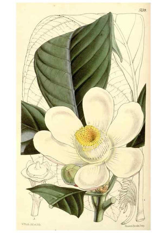Reproducción/Reproduction 34886346610: Curtis's botanical magazine.. London ; New York [etc.] :Academic Press [etc.]