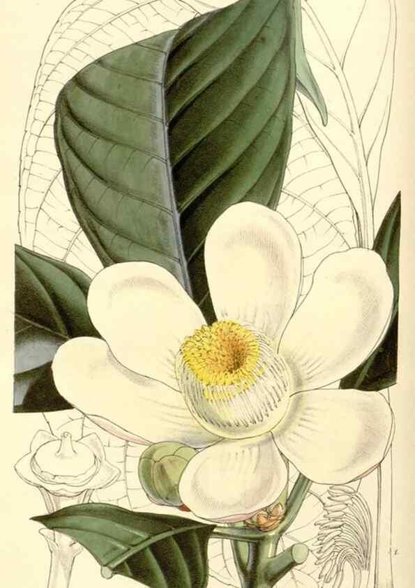 Reproducción/Reproduction 34886346610: Curtis's botanical magazine.. London ; New York [etc.] :Academic Press [etc.]
