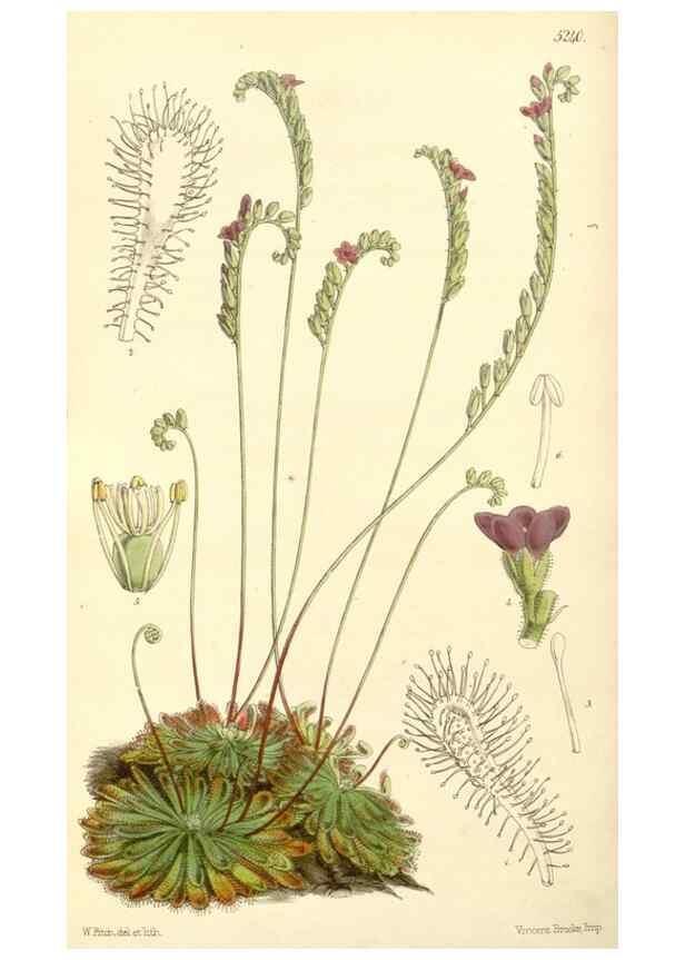 Reproducción/Reproduction 34886348800: Curtis's botanical magazine.. London ; New York [etc.] :Academic Press [etc.]