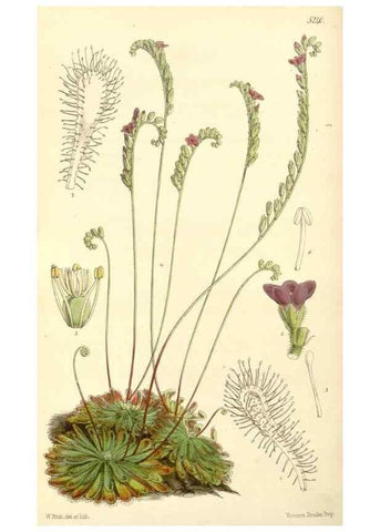 Reproducción/Reproduction 34886348800: Curtis's botanical magazine.. London ; New York [etc.] :Academic Press [etc.]