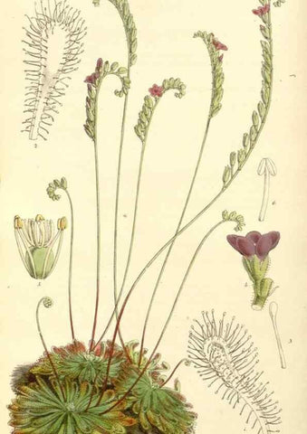 Reproducción/Reproduction 34886348800: Curtis's botanical magazine.. London ; New York [etc.] :Academic Press [etc.]