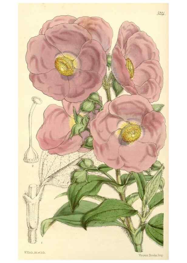 Reproducción/Reproduction 34886351130: Curtis's botanical magazine.. London ; New York [etc.] :Academic Press [etc.]