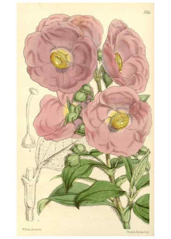 Reproducción/Reproduction 34886351130: Curtis's botanical magazine.. London ; New York [etc.] :Academic Press [etc.]