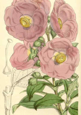 Reproducción/Reproduction 34886351130: Curtis's botanical magazine.. London ; New York [etc.] :Academic Press [etc.]