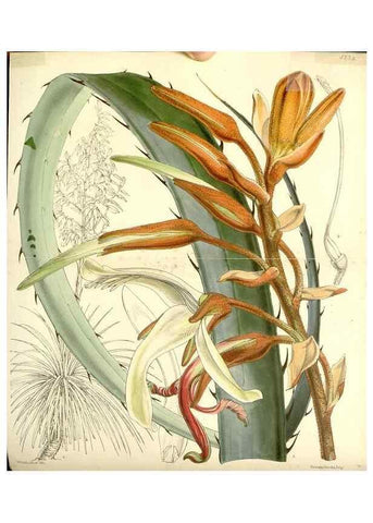 Reproducción/Reproduction 35233343376: Curtis's botanical magazine.. London ; New York [etc.] :Academic Press [etc.]