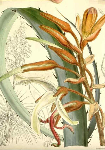 Reproducción/Reproduction 35233343376: Curtis's botanical magazine.. London ; New York [etc.] :Academic Press [etc.]