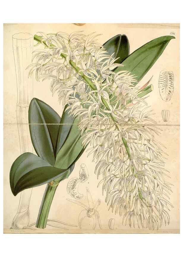 Reproducción/Reproduction 34429927984: Curtis's botanical magazine.. London ; New York [etc.] :Academic Press [etc.]
