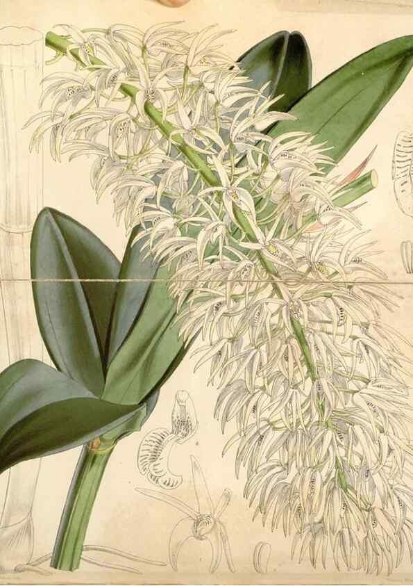 Reproducción/Reproduction 34429927984: Curtis's botanical magazine.. London ; New York [etc.] :Academic Press [etc.]