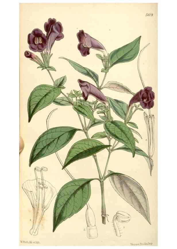 Reproducción/Reproduction 35273728795: Curtis's botanical magazine.. London ; New York [etc.] :Academic Press [etc.]