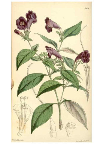Reproducción/Reproduction 35273728795: Curtis's botanical magazine.. London ; New York [etc.] :Academic Press [etc.]