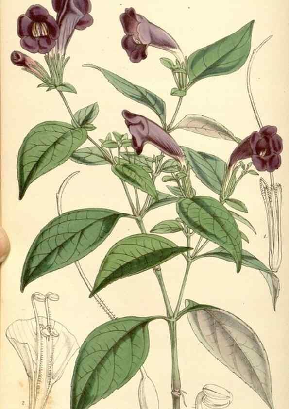Reproducción/Reproduction 35273728795: Curtis's botanical magazine.. London ; New York [etc.] :Academic Press [etc.]