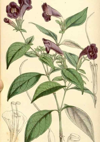 Reproducción/Reproduction 35273728795: Curtis's botanical magazine.. London ; New York [etc.] :Academic Press [etc.]