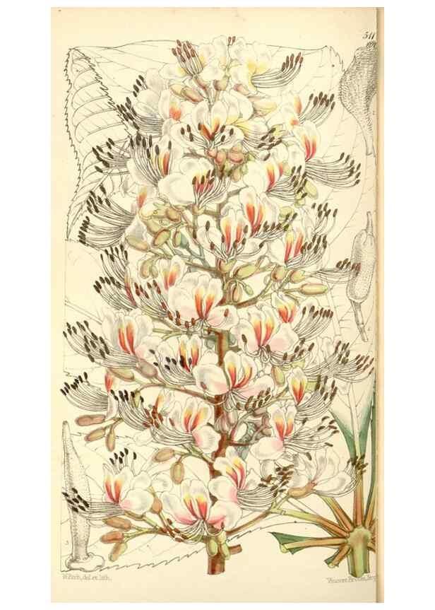 Reproducción/Reproduction 35273725125: Curtis's botanical magazine.. London ; New York [etc.] :Academic Press [etc.]