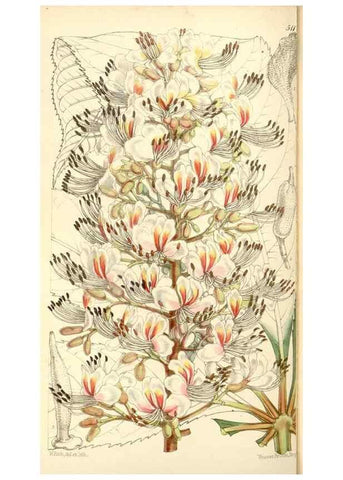 Reproducción/Reproduction 35273725125: Curtis's botanical magazine.. London ; New York [etc.] :Academic Press [etc.]