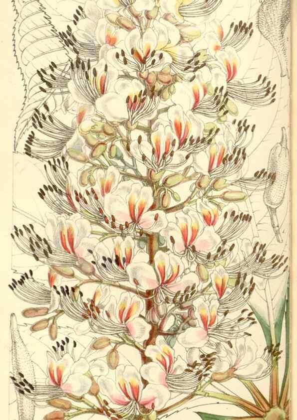 Reproducción/Reproduction 35273725125: Curtis's botanical magazine.. London ; New York [etc.] :Academic Press [etc.]