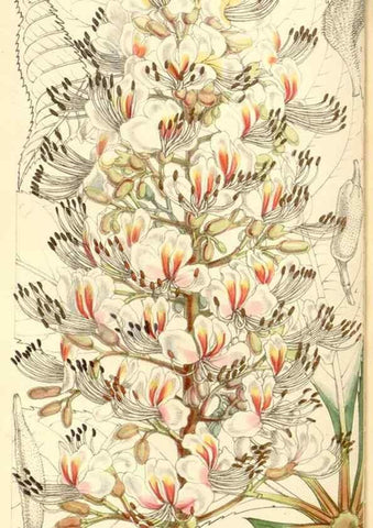 Reproducción/Reproduction 35273725125: Curtis's botanical magazine.. London ; New York [etc.] :Academic Press [etc.]