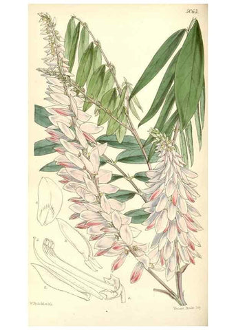 Reproducción/Reproduction 34885968590: Curtis's botanical magazine.. London ; New York [etc.] :Academic Press [etc.]