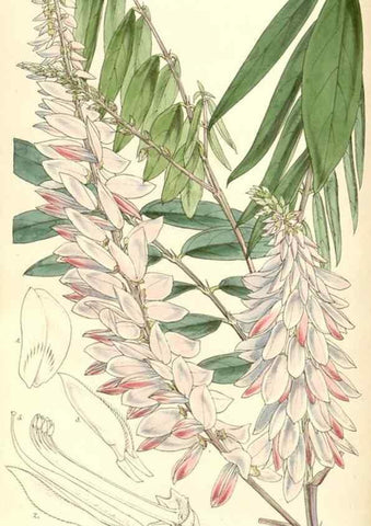 Reproducción/Reproduction 34885968590: Curtis's botanical magazine.. London ; New York [etc.] :Academic Press [etc.]