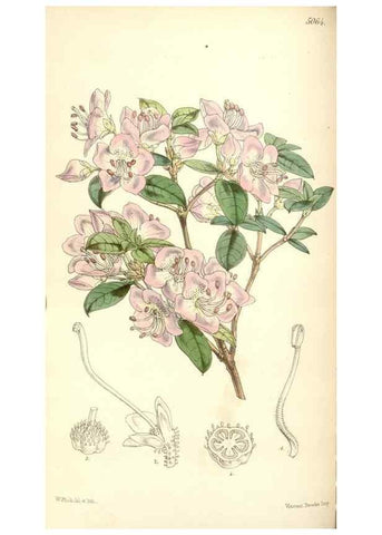 Reproducción/Reproduction 34885969950: Curtis's botanical magazine.. London ; New York [etc.] :Academic Press [etc.]