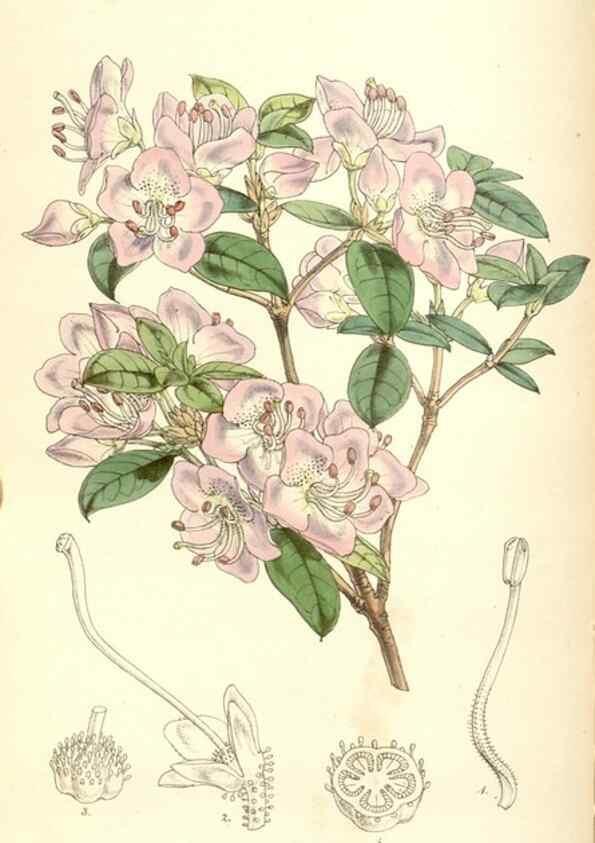 Reproducción/Reproduction 34885969950: Curtis's botanical magazine.. London ; New York [etc.] :Academic Press [etc.]