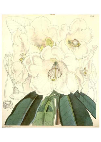 Reproducción/Reproduction 34885971140: Curtis's botanical magazine.. London ; New York [etc.] :Academic Press [etc.]