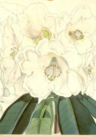 Reproducción/Reproduction 34885971140: Curtis's botanical magazine.. London ; New York [etc.] :Academic Press [etc.]