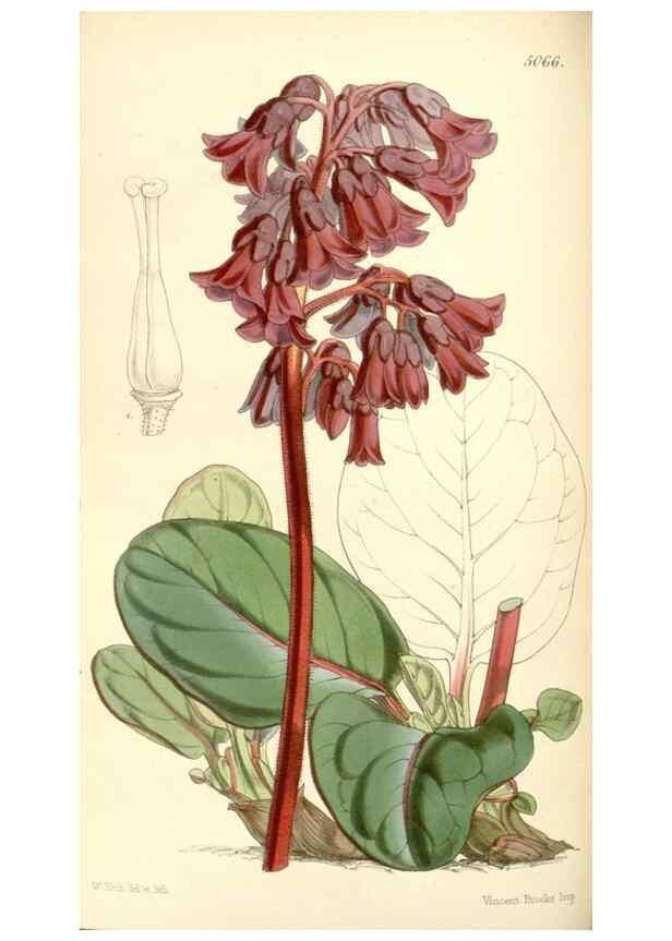 Reproducción/Reproduction 34885972710: Curtis's botanical magazine.. London ; New York [etc.] :Academic Press [etc.]
