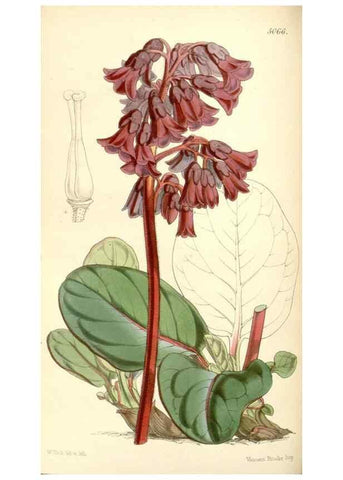 Reproducción/Reproduction 34885972710: Curtis's botanical magazine.. London ; New York [etc.] :Academic Press [etc.]
