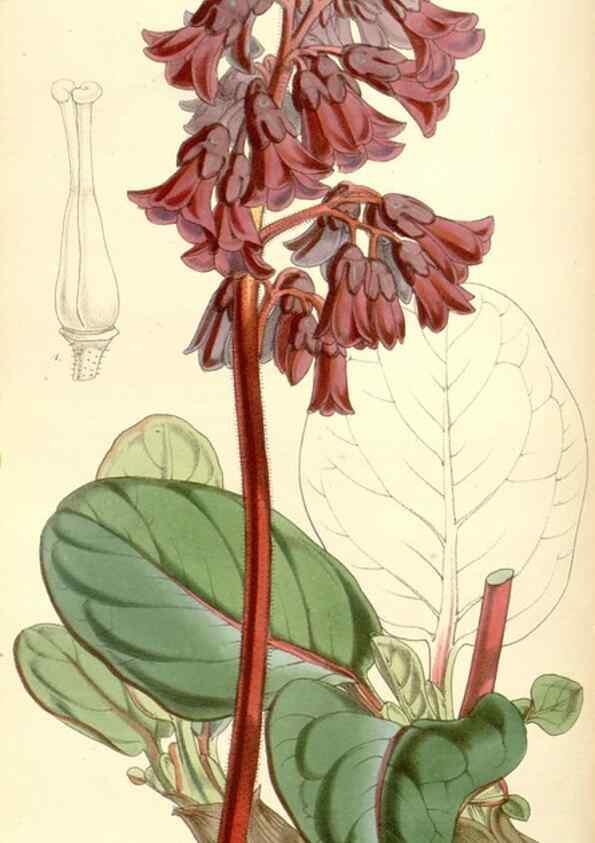 Reproducción/Reproduction 34885972710: Curtis's botanical magazine.. London ; New York [etc.] :Academic Press [etc.]